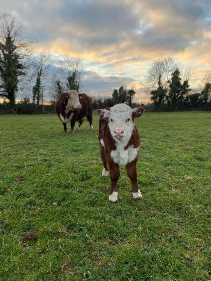 Katie'S Cottage Limerick Junction Buitenkant foto